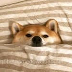 Avatar of Kashif Mirza